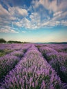 Picturesque Scene Of Blooming Lavender Field. Beautiful Purple Pink Flowers In Warm Summer Sunset Light. Vertical View, Fragrant