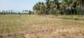 Tranquil Agricultural Farm Near Lush Coconut Grove Royalty Free Stock Photo