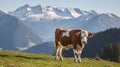 A Picturesque Scene of a Cow at Peace in the High Meadows, Towering Snowy Mountains as the Backdrop. Generative AI