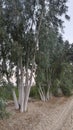 Eucalyptus trees with whitewashed trunks along a sandy path in a rural landscape, natural light Royalty Free Stock Photo