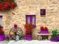 Tuscany, Italy, picturesque scene with geranium flowers, sleeping cat and old stone wall