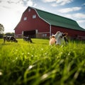 Cows Grazing on Green Field with Barn in Background Royalty Free Stock Photo