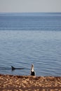 Picturesque scene of a pelican perched on a seashore near a swimming bottle nose dolphin