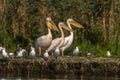 Picturesque scene of several birds perched atop a grassy landscape near a body of tranquil water