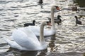 Picturesque scene of a tranquil lake with a flock of swans and ducks gliding across its surface