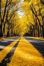 Picturesque scenery of colorful autumn leaves surrounding an asphalt pathway in the forest Royalty Free Stock Photo