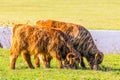 Picturesque Scottish cows