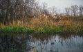 Reeds on the river bank. Autumn nature Royalty Free Stock Photo