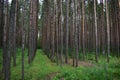 Picturesque shady smooth high rows of pine forest covers the sky with branches Royalty Free Stock Photo