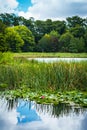 Picturesque shore of a small lake.