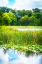 Picturesque shore of a small lake. Reed and waterlily bed in the foregroud and lush green foliage of the trees at the Royalty Free Stock Photo