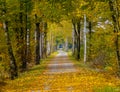 Picturesque shot of a beautiful empty walkway on a perfect day in autumn.