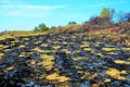 Picturesque shot of the burnt ground in the forest