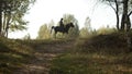 A picturesque shot, the silhouette of a young rider on a horse on a hilltop on a quiet summer evening.