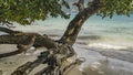 The picturesque sloping trunk of a tropical tree on a sandy beach Royalty Free Stock Photo