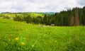 Picturesque spring Carpathians scene with a green and lush pasture and old cabins on the valley surrounded by pine woods in Royalty Free Stock Photo