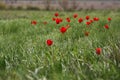 The picturesque spring flowering of wild dwarf tulips in the Kalmyk steppes