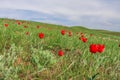 The picturesque spring flowering of wild dwarf tulips in the Kalmyk steppes Royalty Free Stock Photo