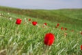 The picturesque spring flowering of wild dwarf tulips in the Kalmyk steppes Royalty Free Stock Photo