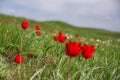 The picturesque spring flowering of wild dwarf tulips in the Kalmyk steppes Royalty Free Stock Photo