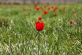 The picturesque spring flowering of wild dwarf tulips in the Kalmyk steppes