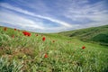 The picturesque spring flowering of wild dwarf tulips in the Kalmyk steppes Royalty Free Stock Photo