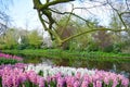 Picturesque spring flowers near a pond in KÃÂ¶kenhof Park in the Netherlands Golland Royalty Free Stock Photo