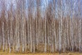 Picturesque spring landscape with wood of birch trees without foliage in cloudy day. Thicket of young birches in early spring.