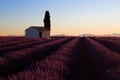 Picturesque stone built skack in Lavender Field