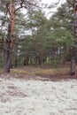 Picturesque strange place covered with lichen in pine forest of Volyn. Remains of trenches of World War One nowadays. Battleground Royalty Free Stock Photo