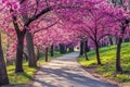 A picturesque street adorned with pink-flowering trees, creating a beautiful scene, A spring harmony of blossoming redbud trees
