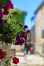 Picturesque streets of Old town Budva with a view of the Adriatic sea and bokeh flowers in the foreground in Montenegro Royalty Free Stock Photo