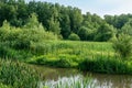 Picturesque summer landscape of greennature with forest, river Bitza and thickets of cattail in the foreground Royalty Free Stock Photo