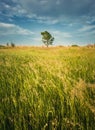 Picturesque summer landscape with a lone tree in the field surrounded by reed and foxtail brome vegetation. Empty vibrant land, Royalty Free Stock Photo