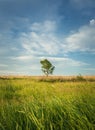 Picturesque summer landscape with a lone tree in the field surrounded by reed vegetation. Empty land, idyllic rural nature scene. Royalty Free Stock Photo