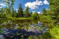 A picturesque summer landscape on the shore in the Priyutino estate. Vsevolozhsk. Leningrad region.