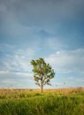 Picturesque summer landscape with a solitary tree in the meadow surrounded by reed and green vegetation. Idyllic rural nature Royalty Free Stock Photo