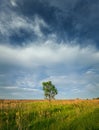 Picturesque summer landscape with a solitary tree in the meadow surrounded by reed and green vegetation. Idyllic rural nature Royalty Free Stock Photo