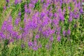 Picturesque summer meadow covered with bright pink flower of blossoming pink fireweed