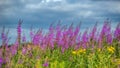 Picturesque summer meadow covered with bright pink flower of blossoming pink fireweed