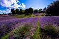 Picturesque summer nature landscape and agriculture area. Popular travel and photography place with beautiful purple lavender fie Royalty Free Stock Photo