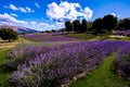 Picturesque summer nature landscape and agriculture area. Popular travel and photography place with beautiful purple lavender fie Royalty Free Stock Photo