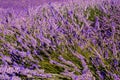 Picturesque summer nature landscape and agriculture area. Popular travel and photography place with beautiful purple lavender fie Royalty Free Stock Photo