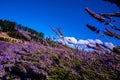 Picturesque summer nature landscape and agriculture area. Popular travel and photography place with beautiful purple lavender fie Royalty Free Stock Photo