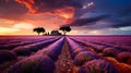 beautiful purple lavender fields at sunset. Picturesque summer nature landscape Royalty Free Stock Photo