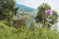 Picturesque summer sunny day, the village and the lake among the hills, greenery and flowers. Landscape for background Royalty Free Stock Photo