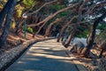 Picturesque summer view of Brela seaside park. Exotic morning scene of small Adriatic town, Croatia, Europe. Beautiful world of Me Royalty Free Stock Photo