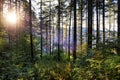 Picturesque sunny mountain forest meadow Royalty Free Stock Photo