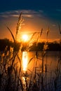 Picturesque sunset behind grasses