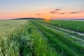 Picturesque sunset over agricultural fields. The road between crops Royalty Free Stock Photo